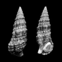 Cerithium repandum 